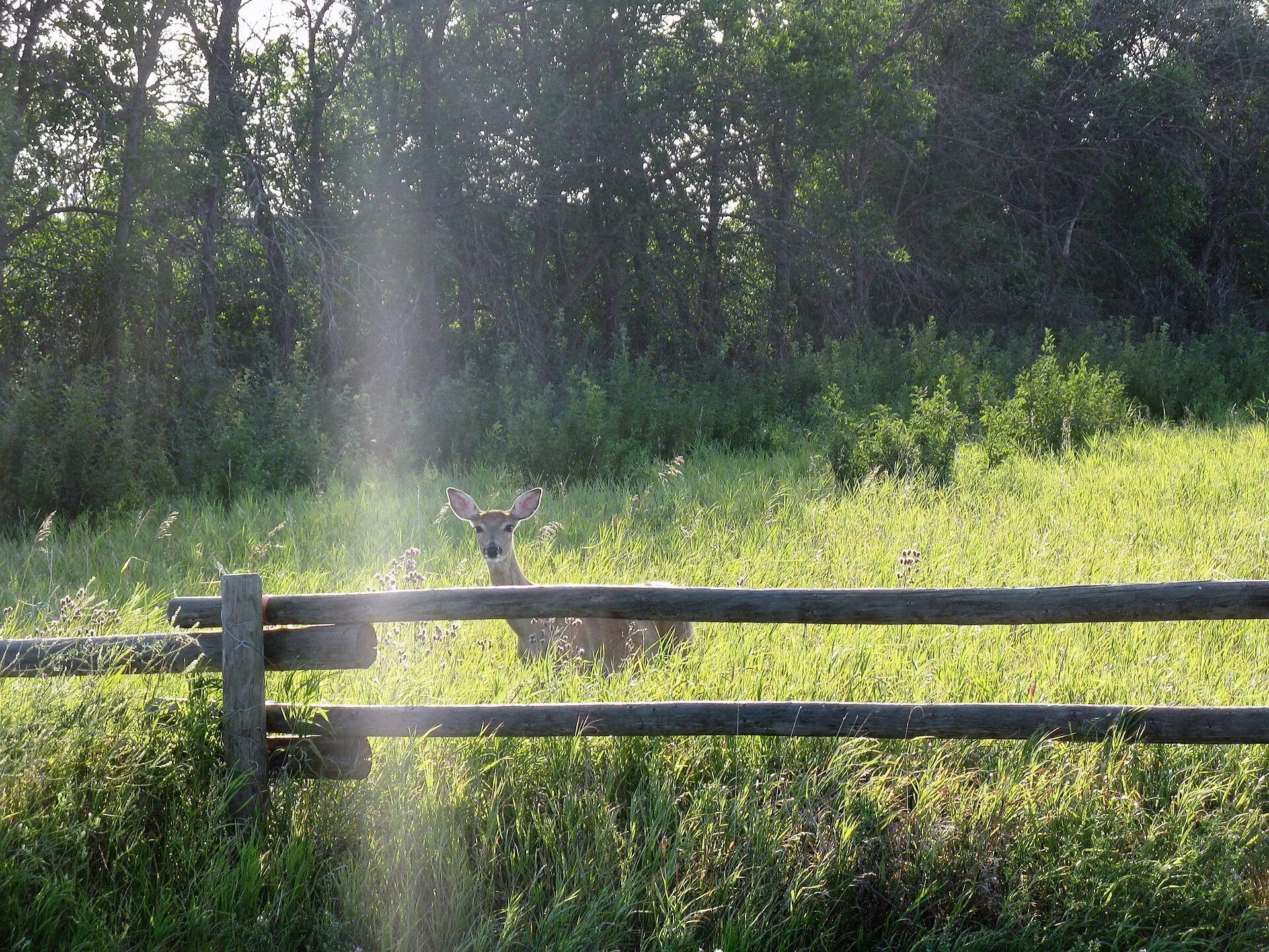 Deer behind a rail fence in a grassy meadow