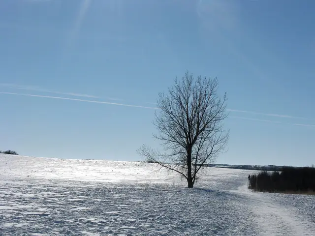 Lone tree in a snowy field